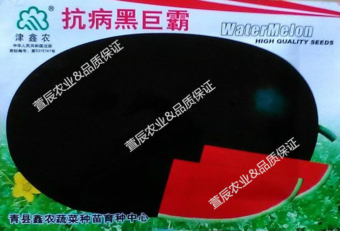 黑皮西瓜种子 抗病巨无霸西瓜种子 高产抗病特甜春播促销 彩包