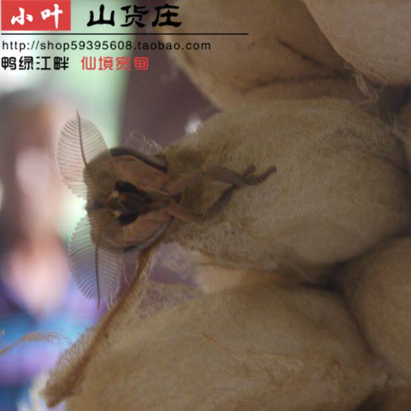 东北辽宁宽甸县雄蚕蛾酒纯高度粮食酒泡的未交配雄蚕蛾本人亲自抓