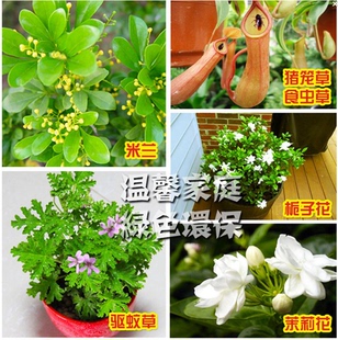 米兰花苗栀子花苗茉莉花双色茉莉苗盆栽驱蚊草苗猪笼草苗栀子花苗