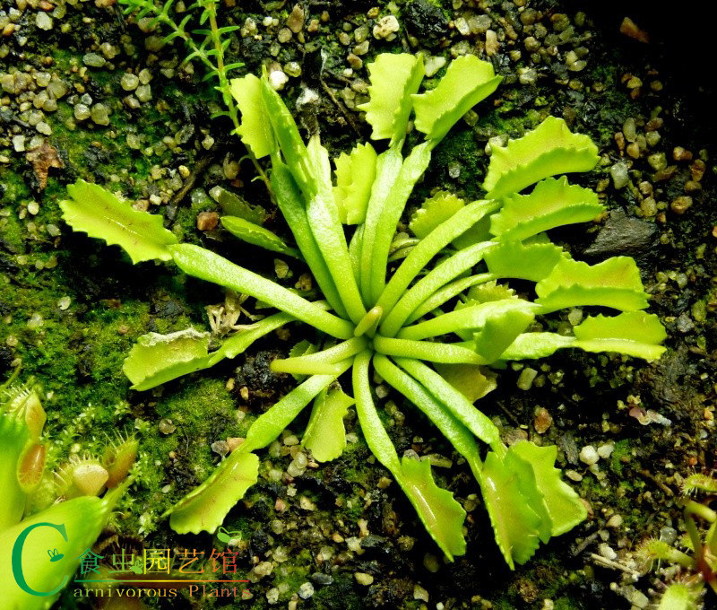 食虫植物-怪异男爵捕蝇草【进口种苗】包邮