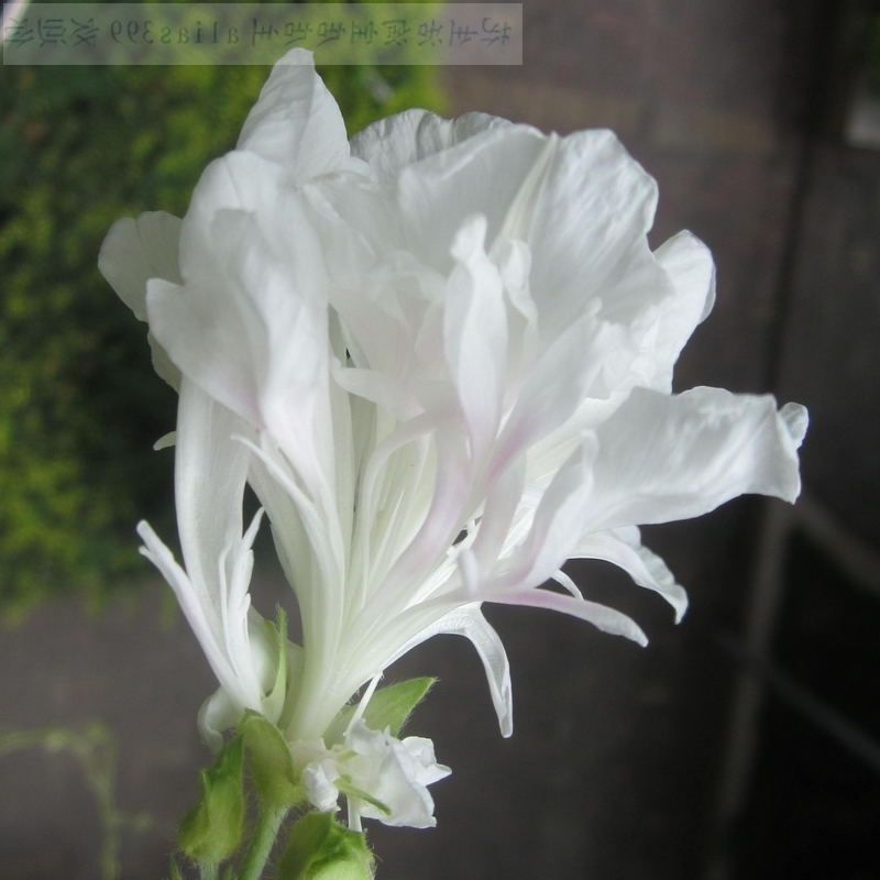 白色稀有牵牛花种子盆栽爬藤朝颜