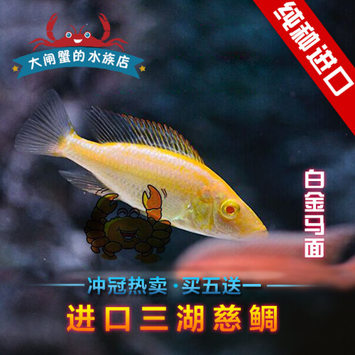 台系三湖慈鲷 坦鲷 马鲷 白金马面鱼 蓝马面改良品种 热带鱼