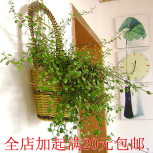 垂钓盆栽花卉净化空气**千叶吊兰** 新房的绿色清新剂