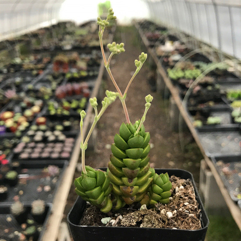 Succulents Story House/Succulent plants[Shou unlimited]With potted good/Trolltech Imported Breed Potted plantin the Flower delivery/Flowers simulation/Plants gardening , Flowers/Potted plants (New) , Succulents  category - from Buy2taobao.com to provide professional Taobao agent buy service