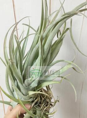 展示 空气凤梨 T.Capitata Salmon卡比鲑色