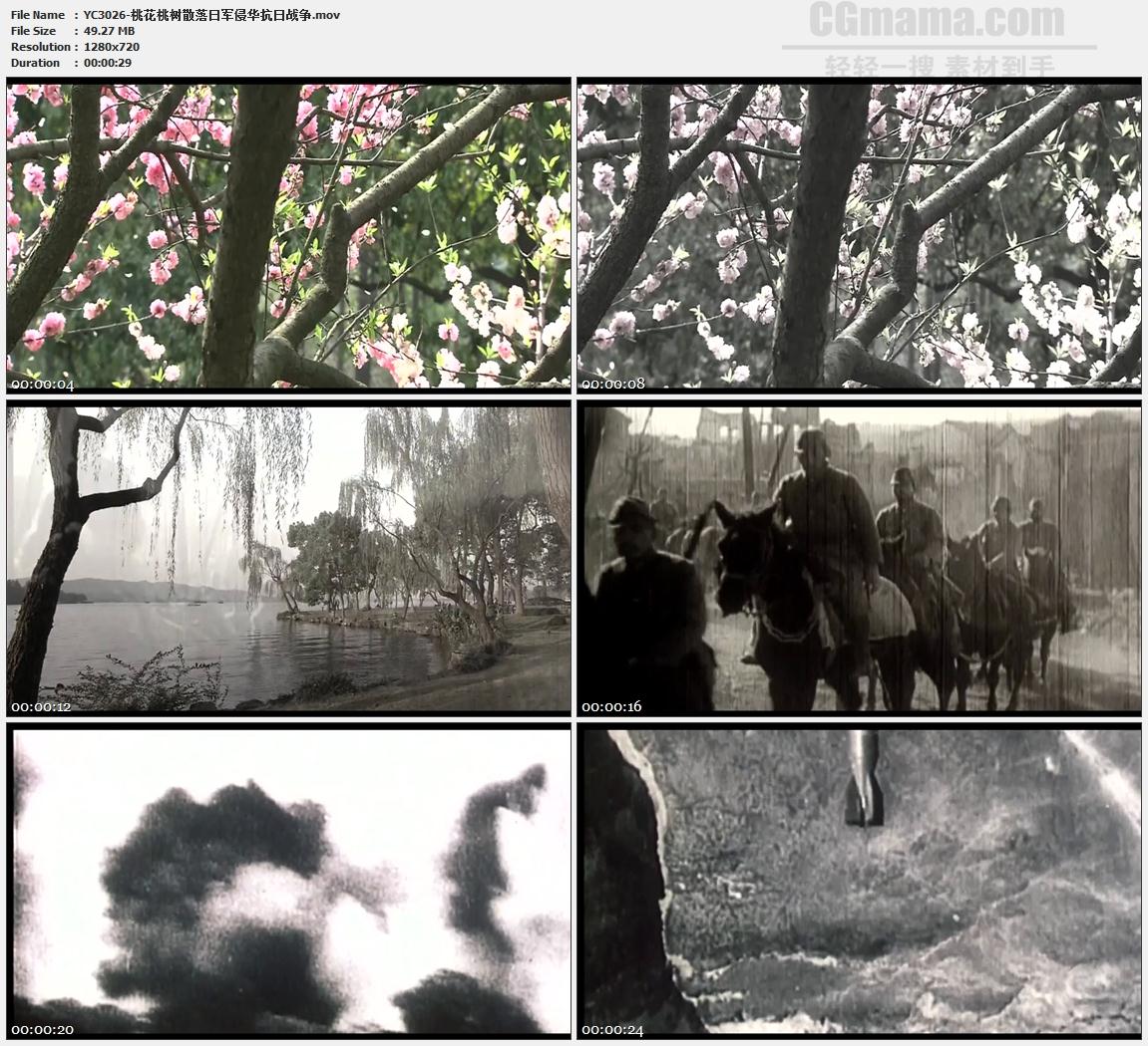 桃花桃树散落日军侵华抗日战争高清实拍视频素材
