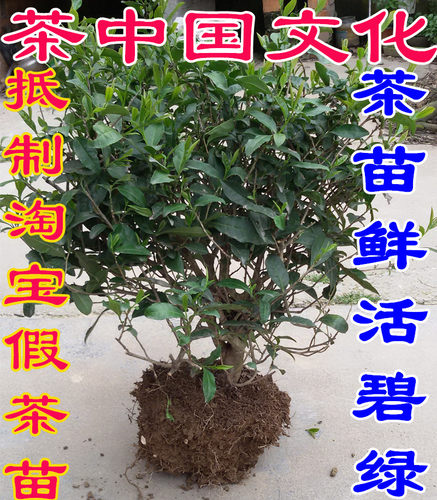 西湖龙井含盆带土茶叶树苗