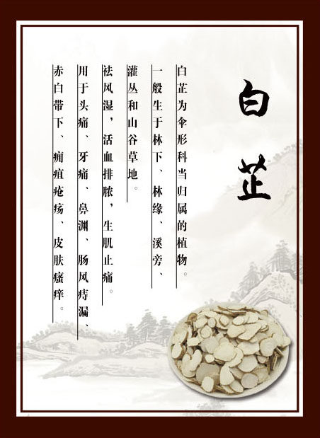 760海报印制展板写真喷绘358药店房白芷知识简介绍图片贴纸