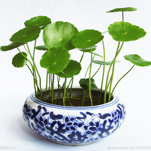 可水培可土培植物家庭室内装修清晰空气金钱莲钱币草圆币草铜钱草