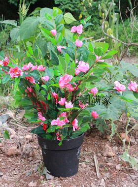 仿真沉香叶杜鹃花白木香叶绢花绿植假叶工程屏风装饰摆设厂家直销