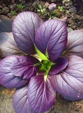 国产紫色油菜种子鸡毛菜四季小青菜观叶农作物菜园种简单盆栽观赏