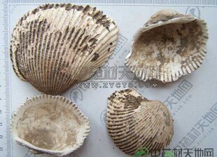 中药材瓦楞子 煅瓦楞子消痰 软坚500克