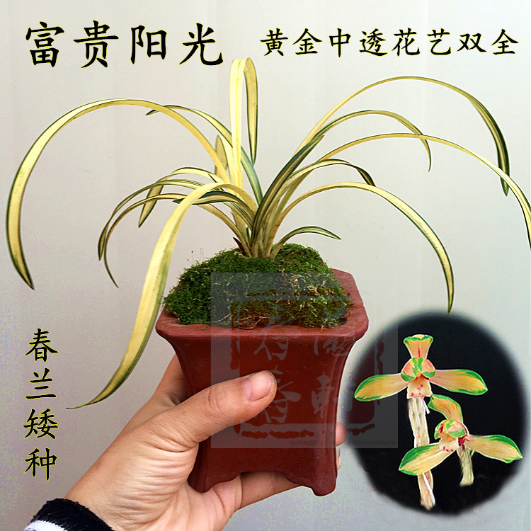 春兰矮种黄金中透金边线艺兰花苗富贵阳光室内绿植物花卉盆栽盆景