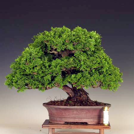 日本真柏 系渔川真柏 黄金真柏 石化桧 津山桧 八房连山桧