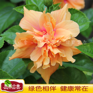 东篱小舍 扶桑大花重瓣多瓣扶桑 重瓣 朱槿牡丹 金黄色花当年开花