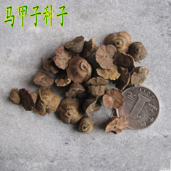 马甲子种子新采收马甲刺种子铁篱笆鸟不站刺围栏专用28元一斤包邮