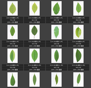 树叶图片 绿叶 叶片 叶脉 素材图片图库