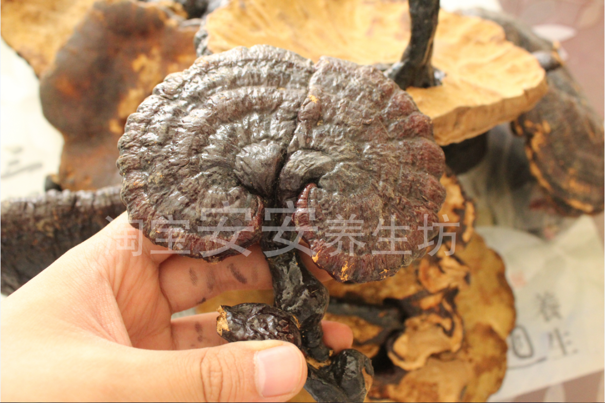 菌灵芝500克包邮 赤灵芝 灵芝菌免邮 灵芝500g灵芝粉 灵芝中药材