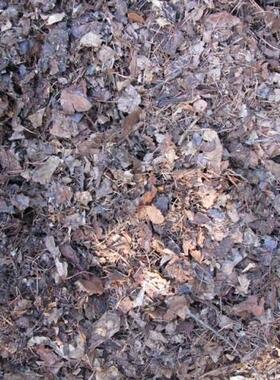 君子兰专用土橡树叶有机腐叶土营养土 东北酸性柞树叶腐殖土包邮