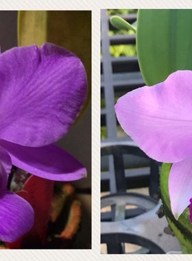 原生种 走路人卡特兰 C.walkeriana X sib  红花交配 近开花株