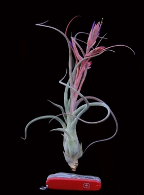 展示 空凤 T.Kaylan(T.caput-medusae X T.baileyi)美杜莎x贝利艺