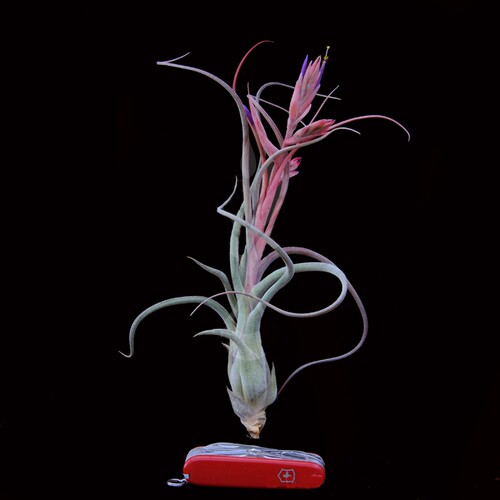 展示 空凤 T.Kaylan(T.caput-medusae X T.baileyi)美杜莎x贝利艺