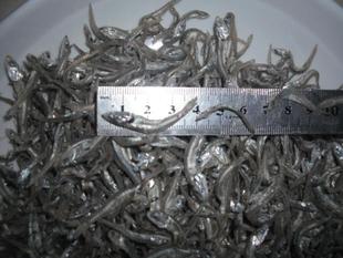 500克出口韩国海燕鱼干丁香鱼干海蜒干小银鱼干鱼仔2-3