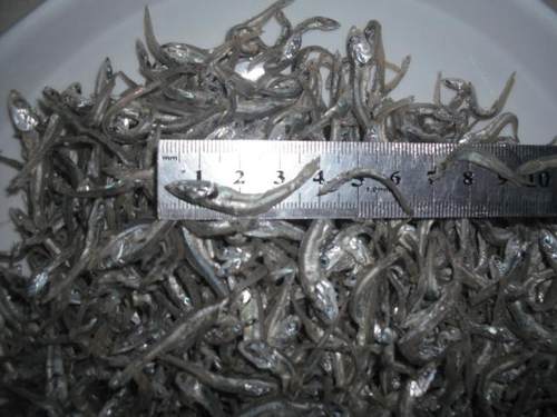 500克出口韩国海燕鱼干丁香鱼干海蜒干小银鱼干鱼仔2-3 - 封面