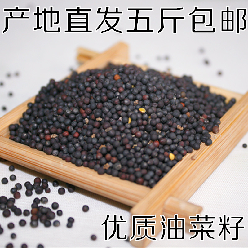 油菜籽鸟食菜子鸽子芙蓉鸟食文鸟玉鸟虎皮牡丹鹦鹉金丝雀饲料500g|msdalam kategori haiwan peliharaan/makanan haiwan dan bekalan, Burung dan bekalan, makanan burung - dari Buy2taobao.com untuk memberikan perkhidmatan ejen Taobao profesional membeli