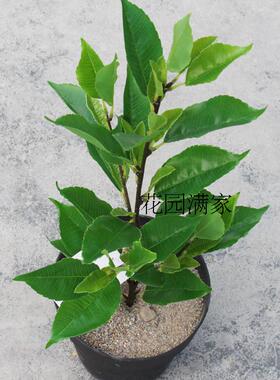仿真茶花假树叶立体四叉枝古茶叶树云雾绿茶红茶屏风装饰摆设直销