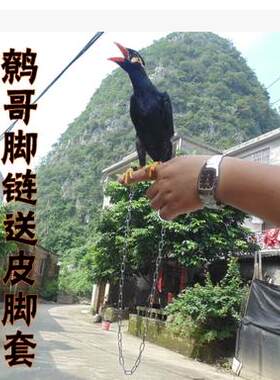 鹩哥脚链,八哥皮脚环,喜鹊,红嘴蓝鹊,丝光,画眉宠物鸟皮脚套脚链.