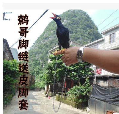 鹩哥脚链,八哥皮脚环,喜鹊,红嘴蓝鹊,丝光,画眉宠物鸟皮脚套脚链.