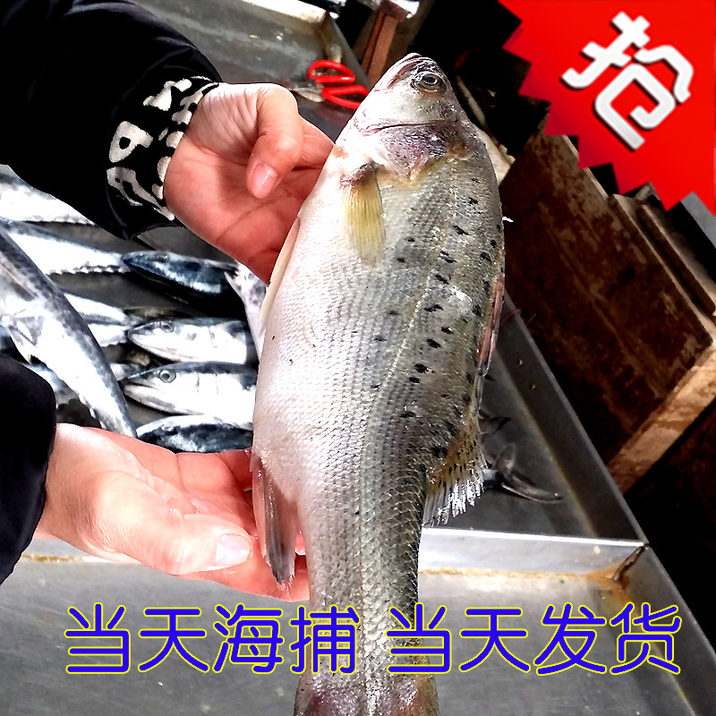 鲈鱼鲜活 新鲜冷冻野生大鲈鱼烟台海鱼海鲜七星海鲈鱼深海花鲈鱼