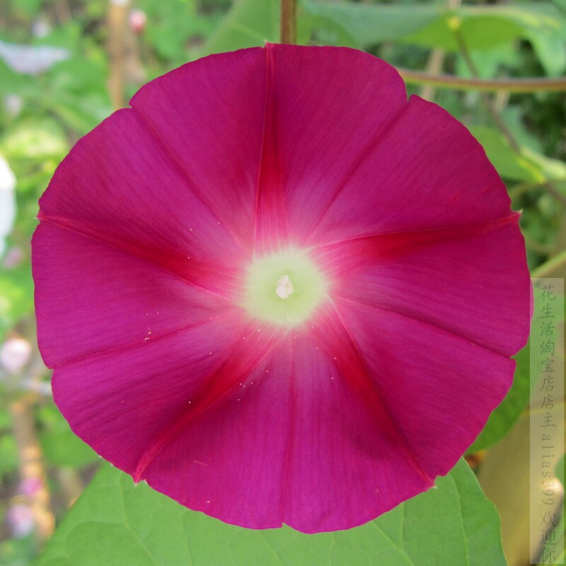 多丸咲 丰花牵牛花种子 观赏花卉 爬藤朝颜 喇叭花户外(三粒起拍