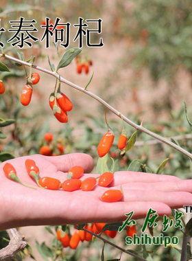 中宁新货不硫熏250G农户家