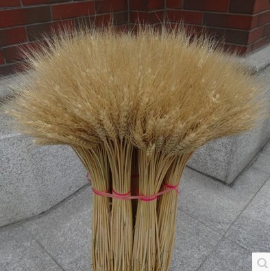麦穗稻穗小麦大麦穗干花天然植物装饰 拍照道具真花花束包邮