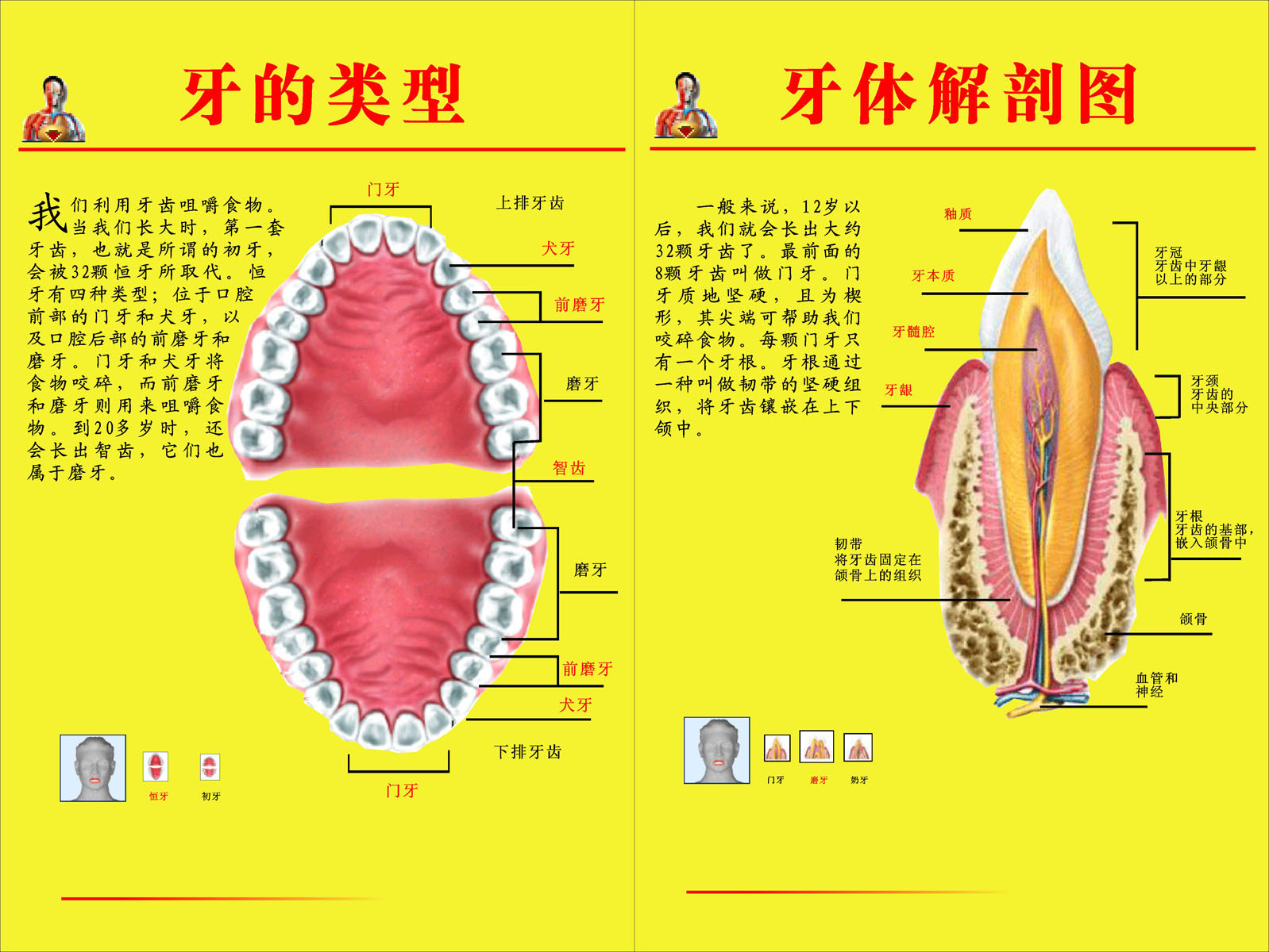 海报印制366素材35牙齿结构图类型解剖图