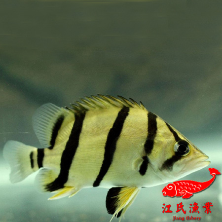 正宗三纹泰北虎鱼包肚无杂纹活体金鱼泰国虎印尼龙鱼混养包活包邮