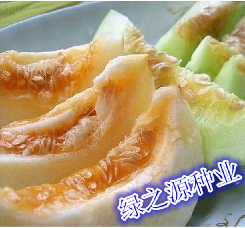 寿光瓜种子落花甜掉牙蛤蟆酥一窝猴白沙蜜火腿甜瓜丑八怪菜园庭院