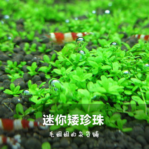 迷你矮珍珠前景水草 水族箱鱼缸造景水草草坪草缸矮珍珠杯水中叶