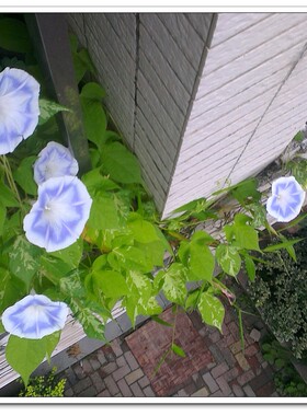 台湾花轮一份 花靓花多牵牛花种子 阳台佳品盆栽朝颜爬藤