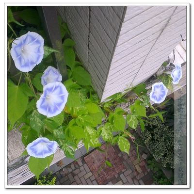 台湾花轮 花靓花多 阳台佳品 牵牛花种子 盆栽朝颜爬藤