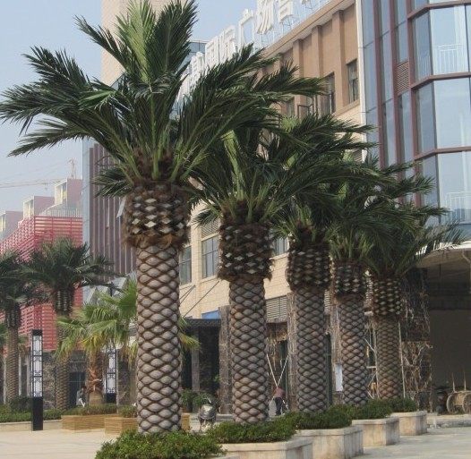 仿真海藻树旅游景点广场装饰大型海枣树40-50cm加拿利海藻树