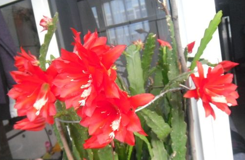 令箭荷花防辐射净化空气不含盆