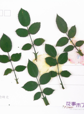 玫瑰叶天然植物教学片装干花