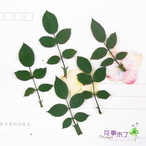 玫瑰叶天然植物教学片装干花