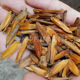 喜树子 500克包邮 喜树果 旱莲 水栗 水桐树 天梓树 旱莲子