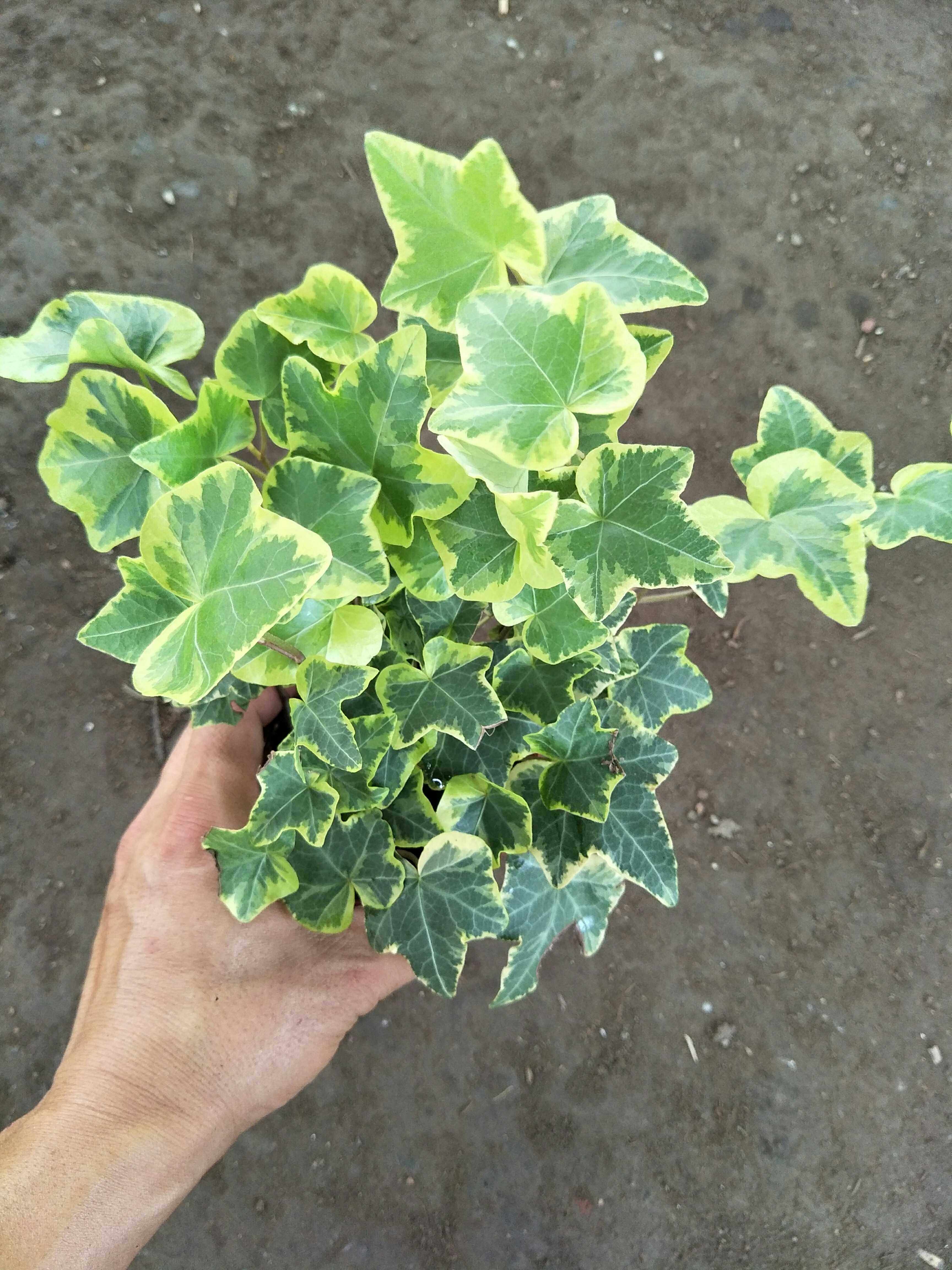 金边常春藤盆栽 吊常春藤 四季常绿 金边 桌面盆栽 室内盆栽