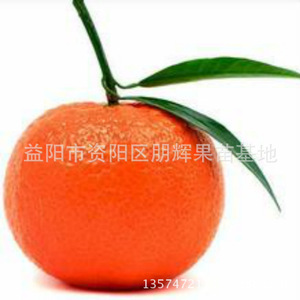 果树苗木橘子树苗 柑桔新品种 世纪虹 肉脆甜包邮买二送一