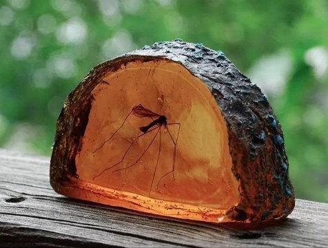 美国代购 amber◇手作趣味侏罗纪世界蚊子琥珀切片树脂家居摆件